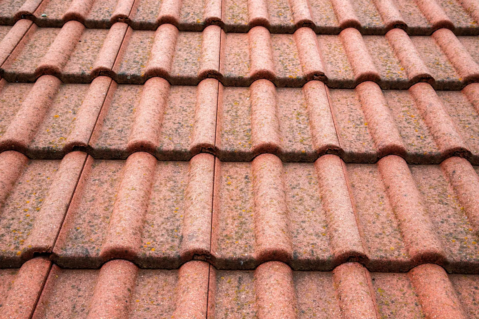 Gros plan sur du lichen accroché à une tuile, montrant un des dangers pour une toiture.