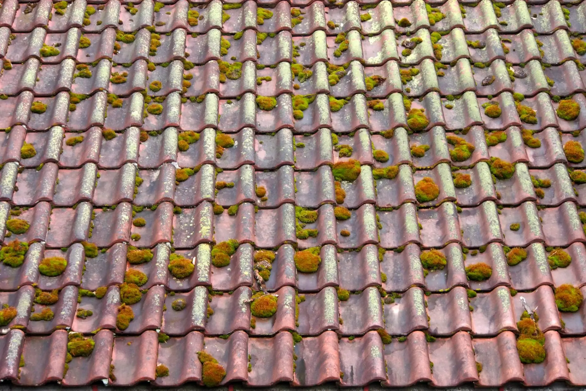 Toiture de maison à Cestas couverte de mousse verte avant l'intervention de nettoyage.